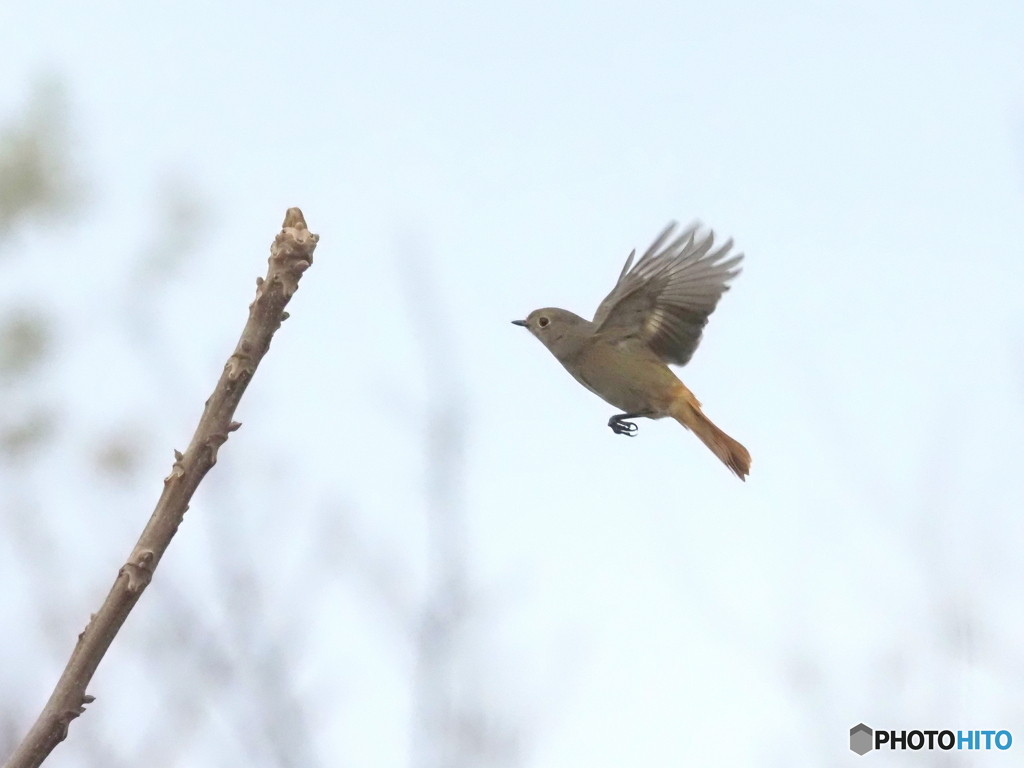 ジョウビタキ366