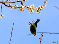 春メジロ22