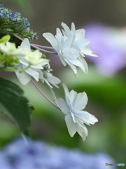 紫陽花25-⑦