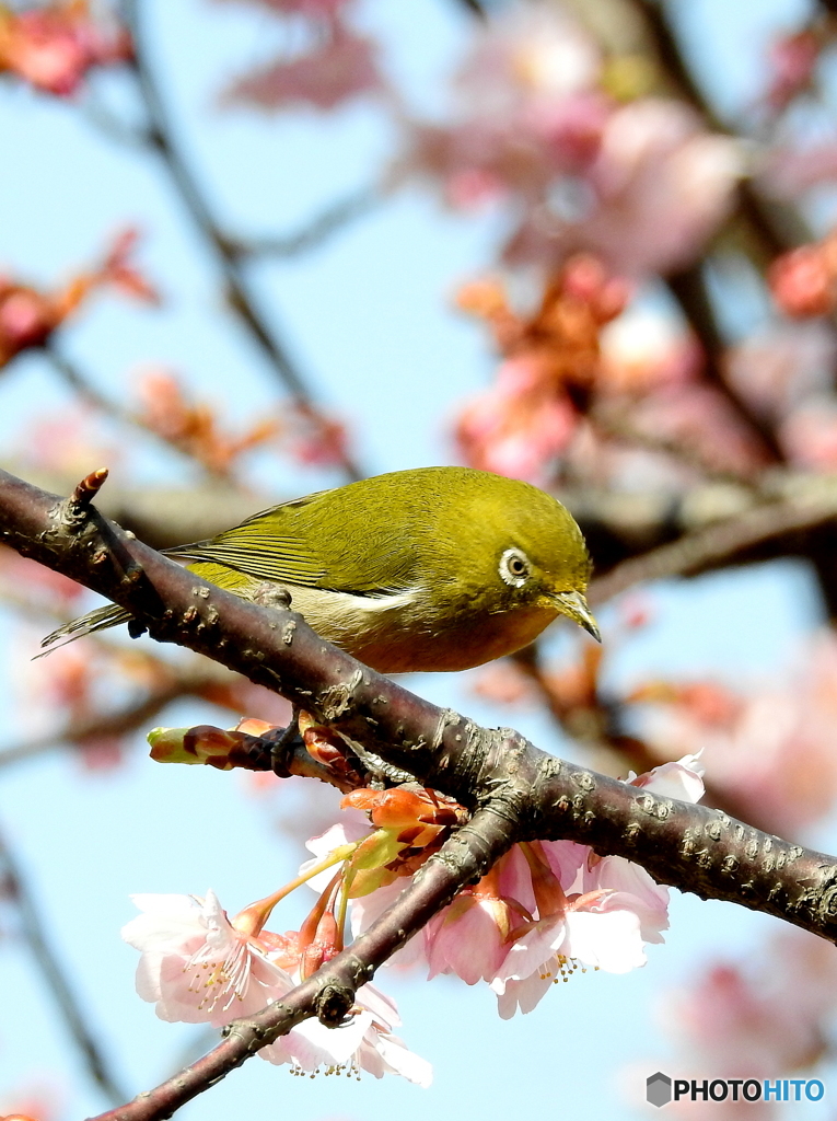 春メジロ125