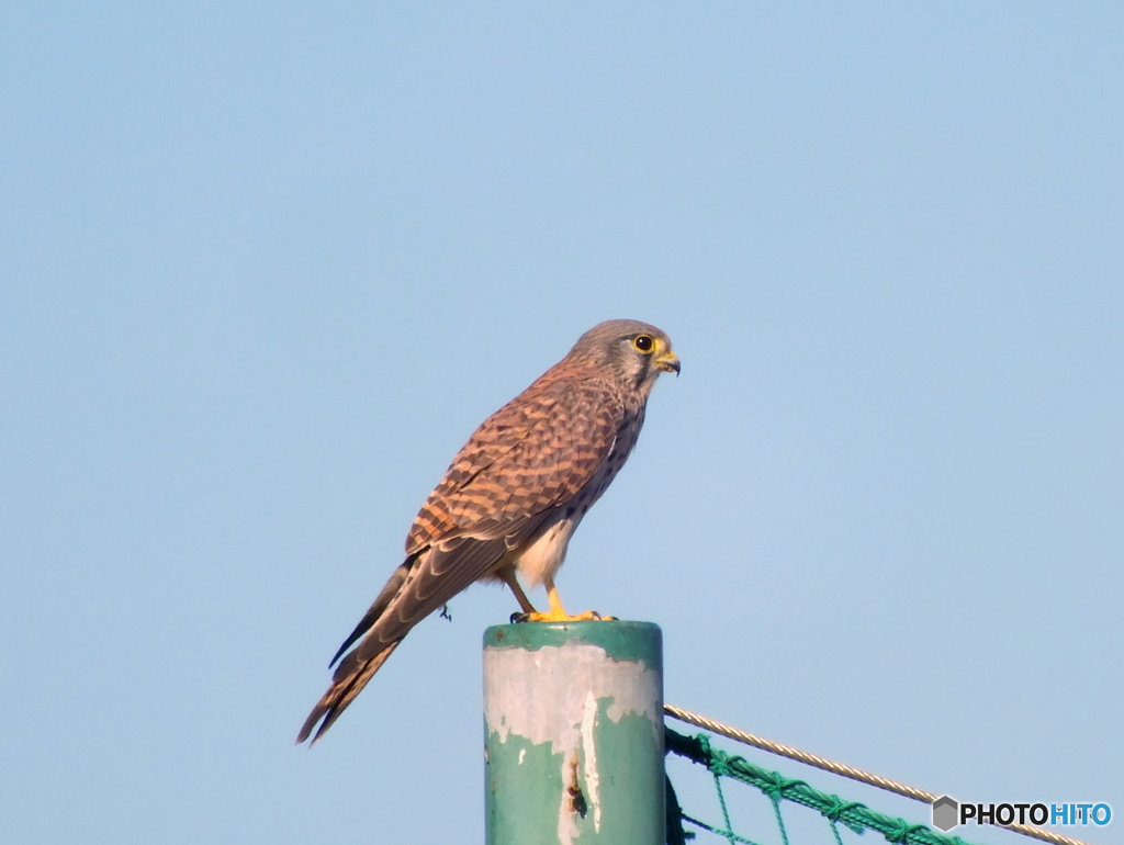 チョウゲンボウ03