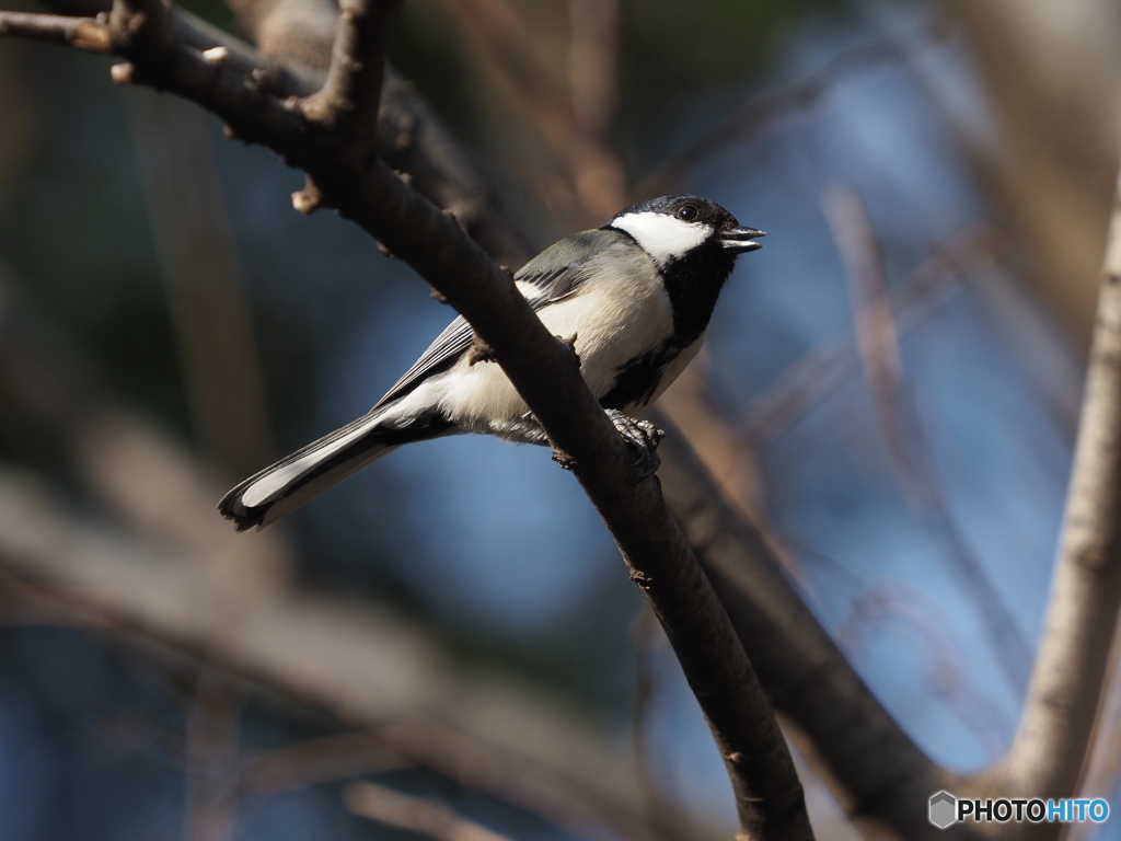 シジュウカラ273