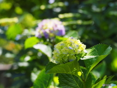 紫陽花19-①