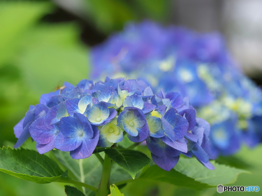 紫陽花24-⑨