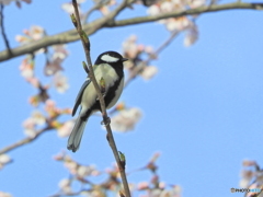 シジュウカラ93