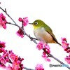 春メジロ228