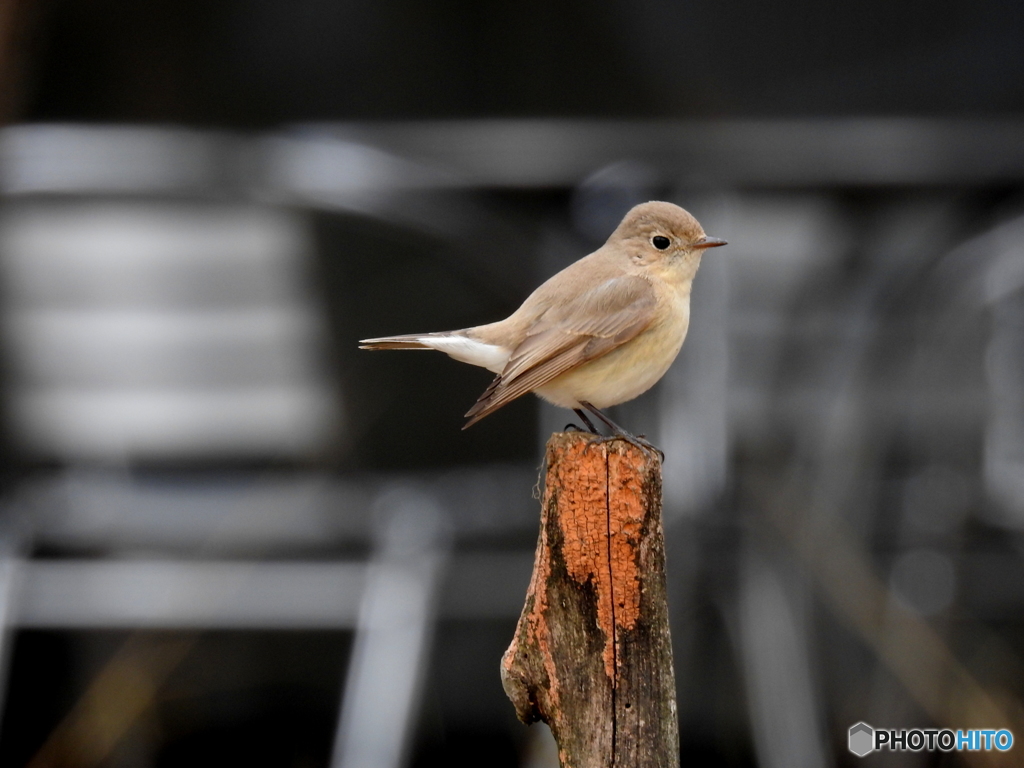 ニシオジロビタキ05