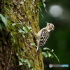 コゲラ176