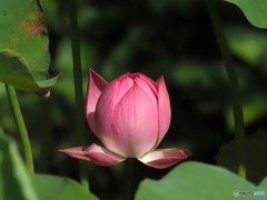 蓮25-①