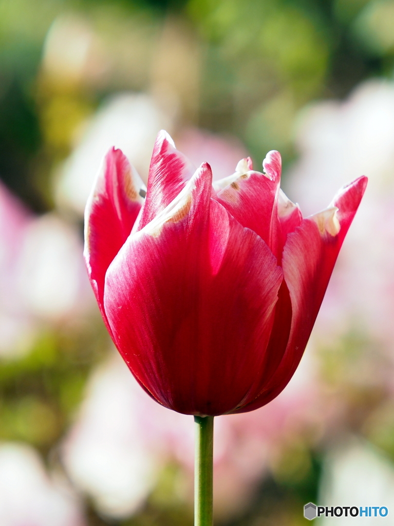 チューリップ23-④