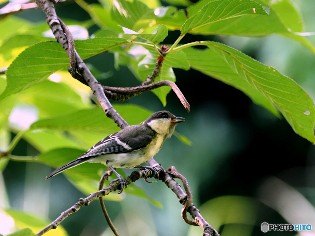 シジュウカラ361
