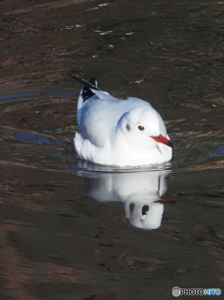 ユリカモメ44