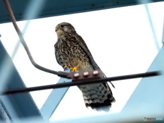 チョウゲンボウ115