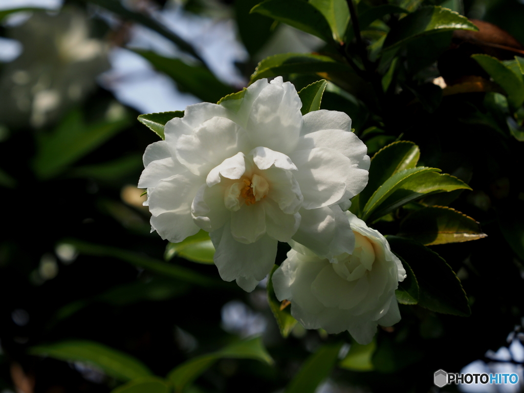 山茶花21-⑦