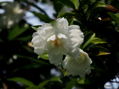 山茶花21-⑦