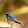 ルリビタキ02