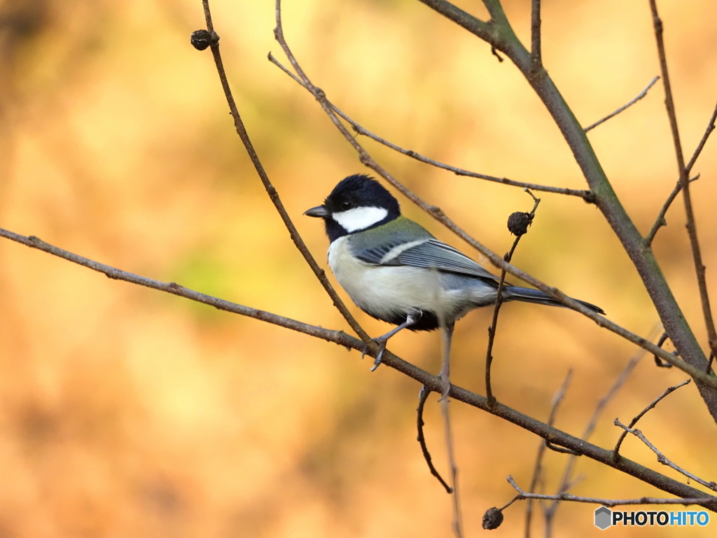 シジュウカラ405