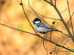 シジュウカラ405