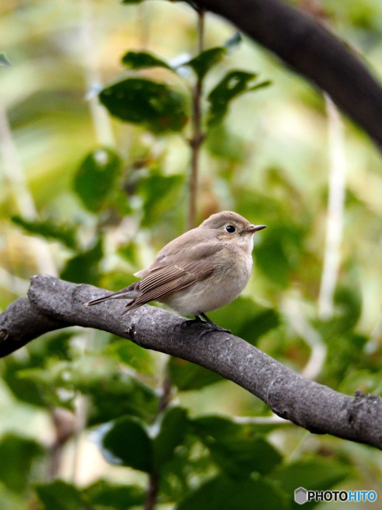 ニシオジロビタキ09