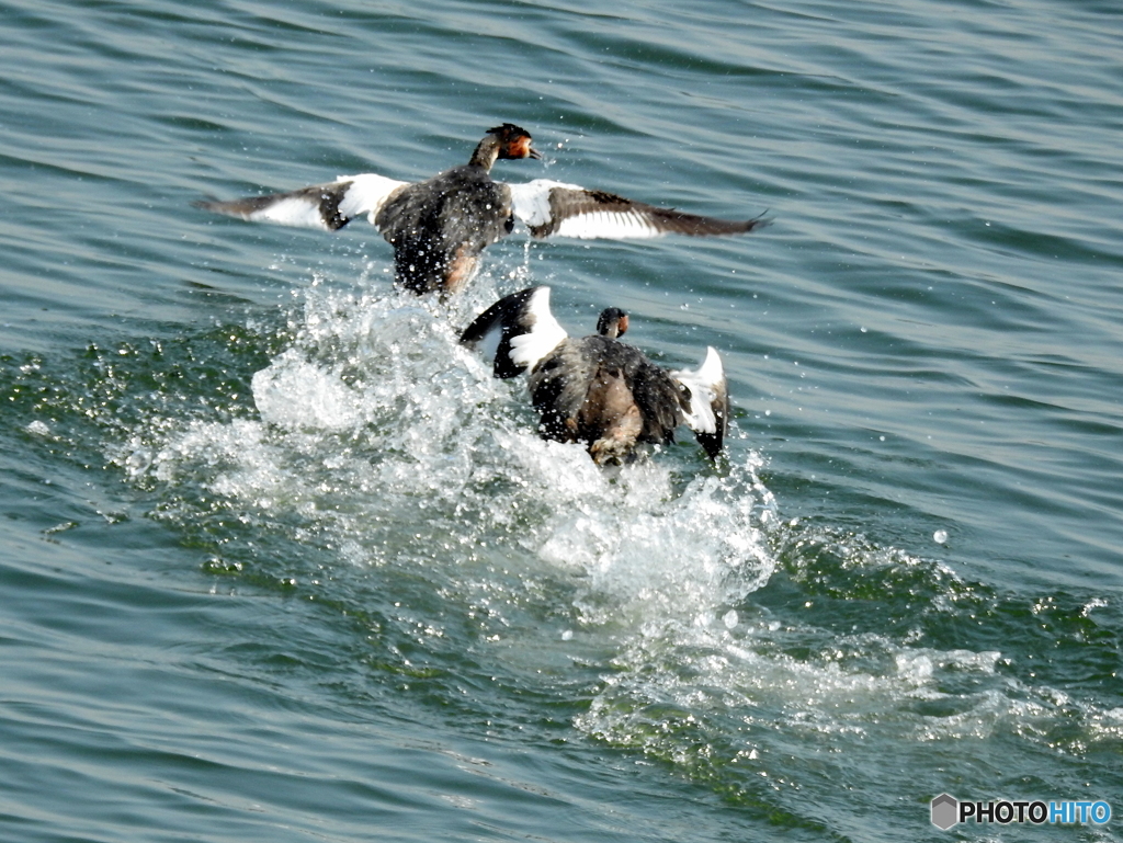 カンムリカイツブリ34