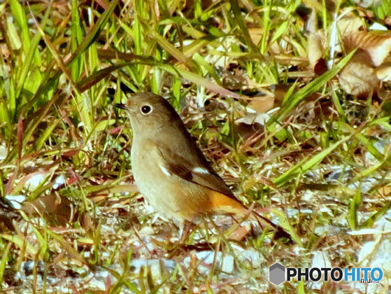 ジョウビタキ05