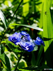 紫陽花19-⑨