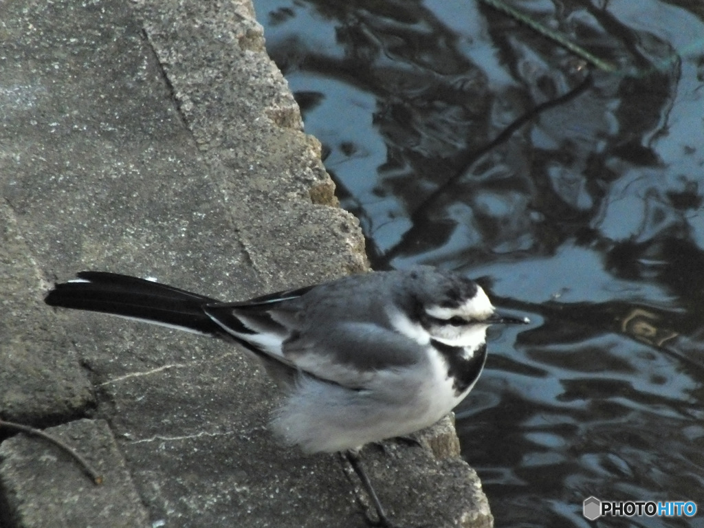 ハクセキレイ02