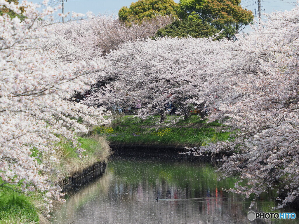 桜23-①