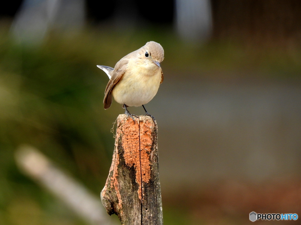 ニシオジロビタキ02