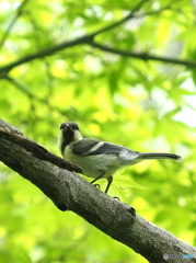 シジュウカラ287