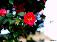 山茶花20-①