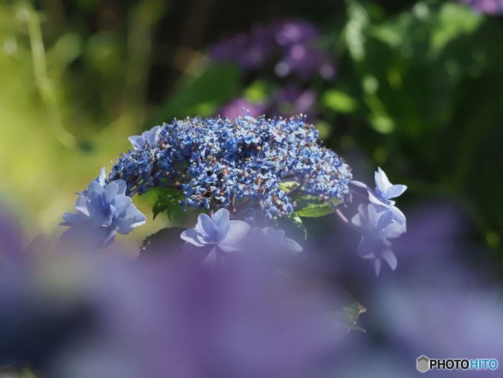 紫陽花25-⑧
