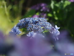 紫陽花25-⑧