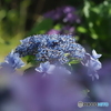 紫陽花25-⑧