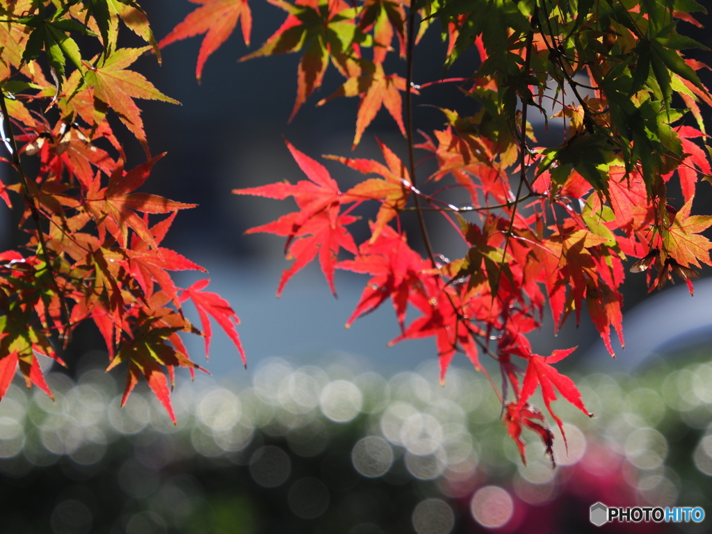 紅葉22-18