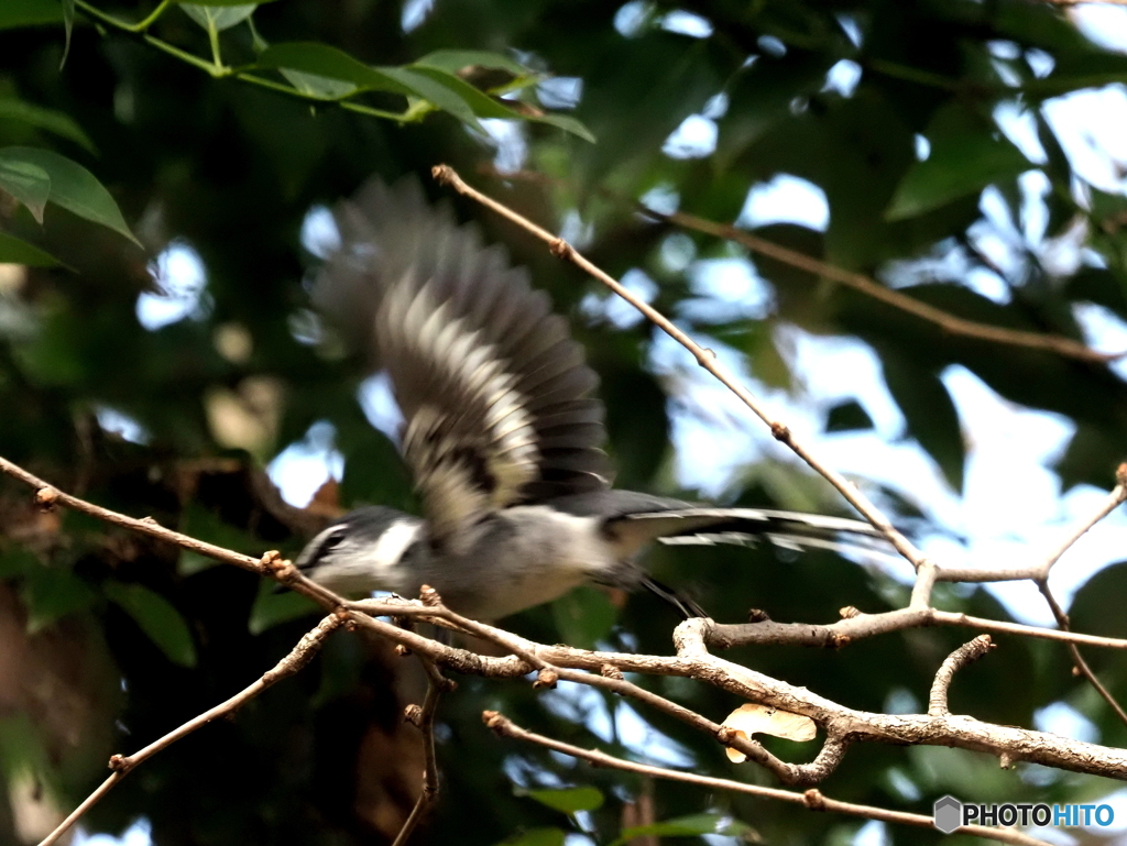 リュウキュウサンショウクイ12