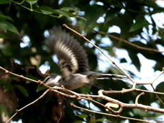 リュウキュウサンショウクイ12