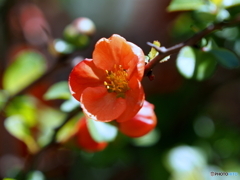 木瓜21-①