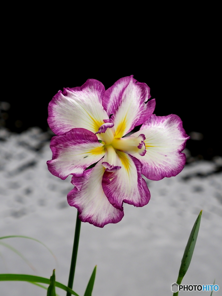 花菖蒲21-②