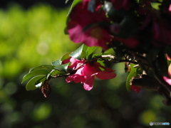 山茶花21-10