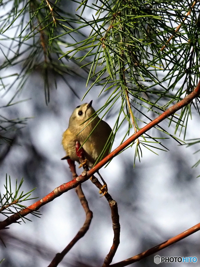 キクイタダキ18