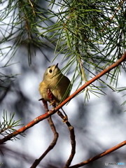 キクイタダキ18