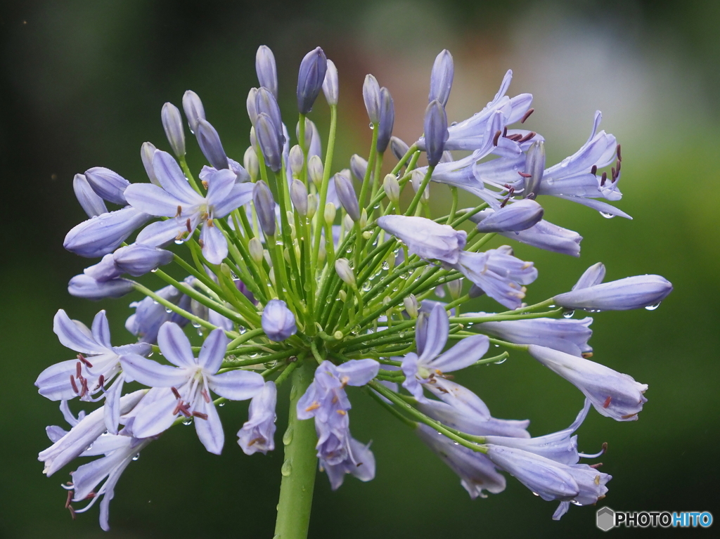 アガパンサス22-②