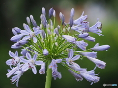 アガパンサス22-②