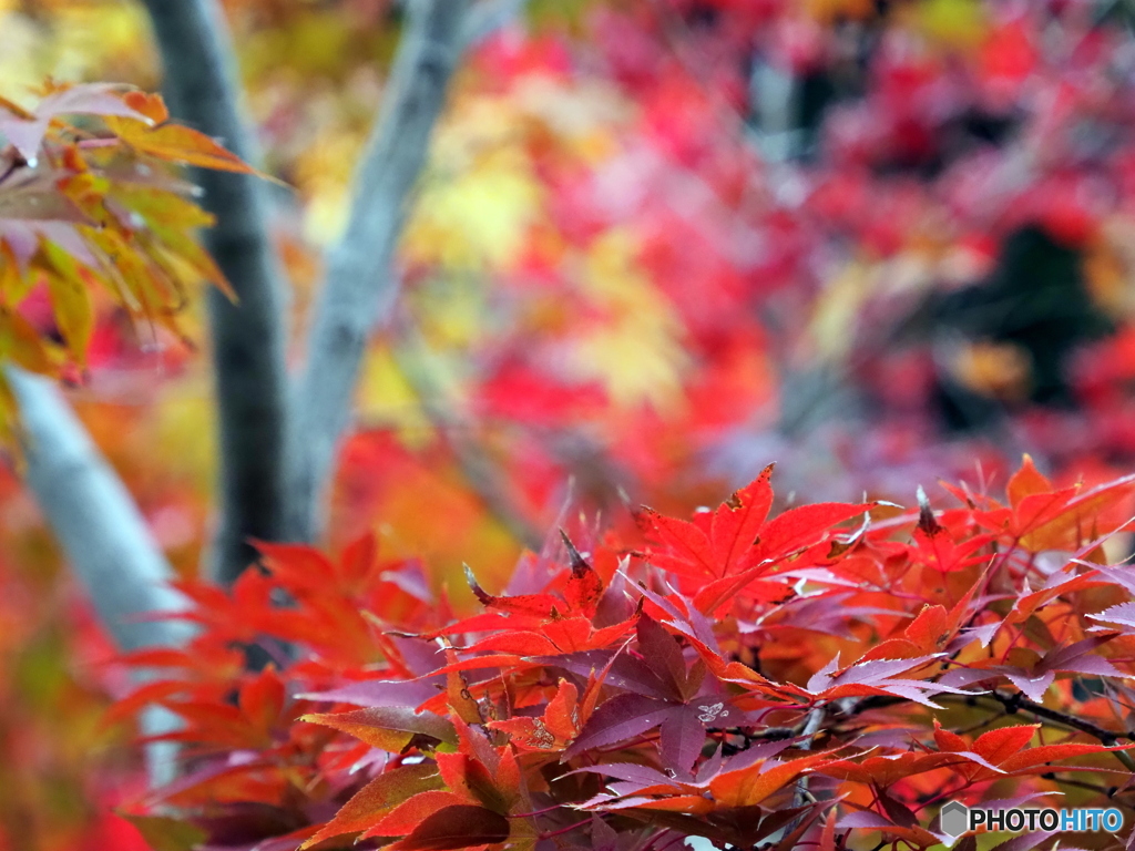 紅葉22-13