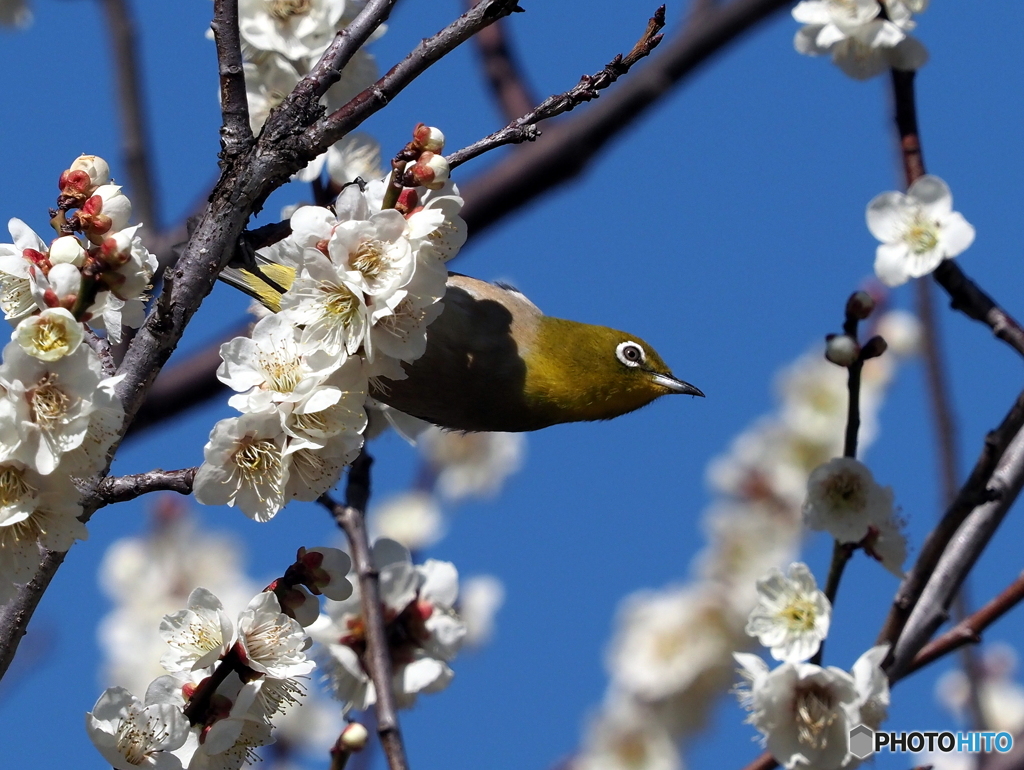 春メジロ218