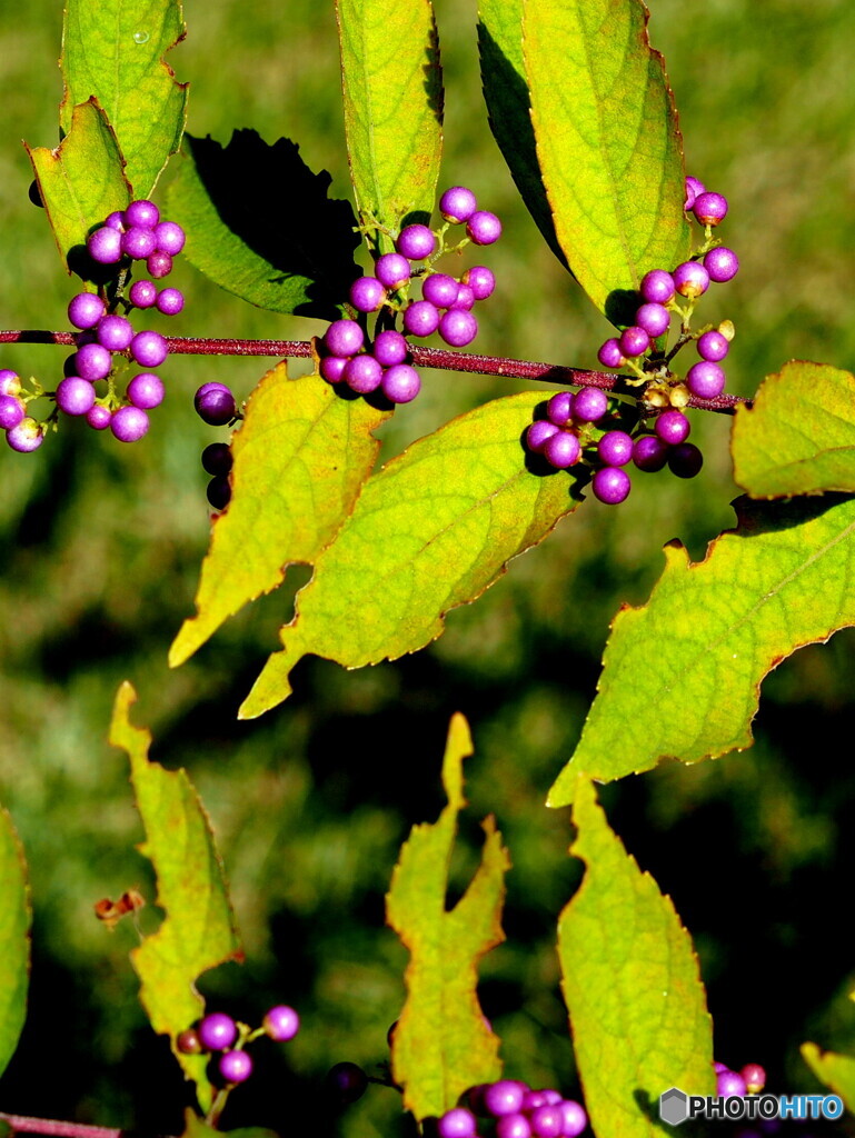 コムラサキ19-①