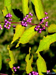 コムラサキ19-①