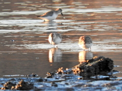 ハマシギ11