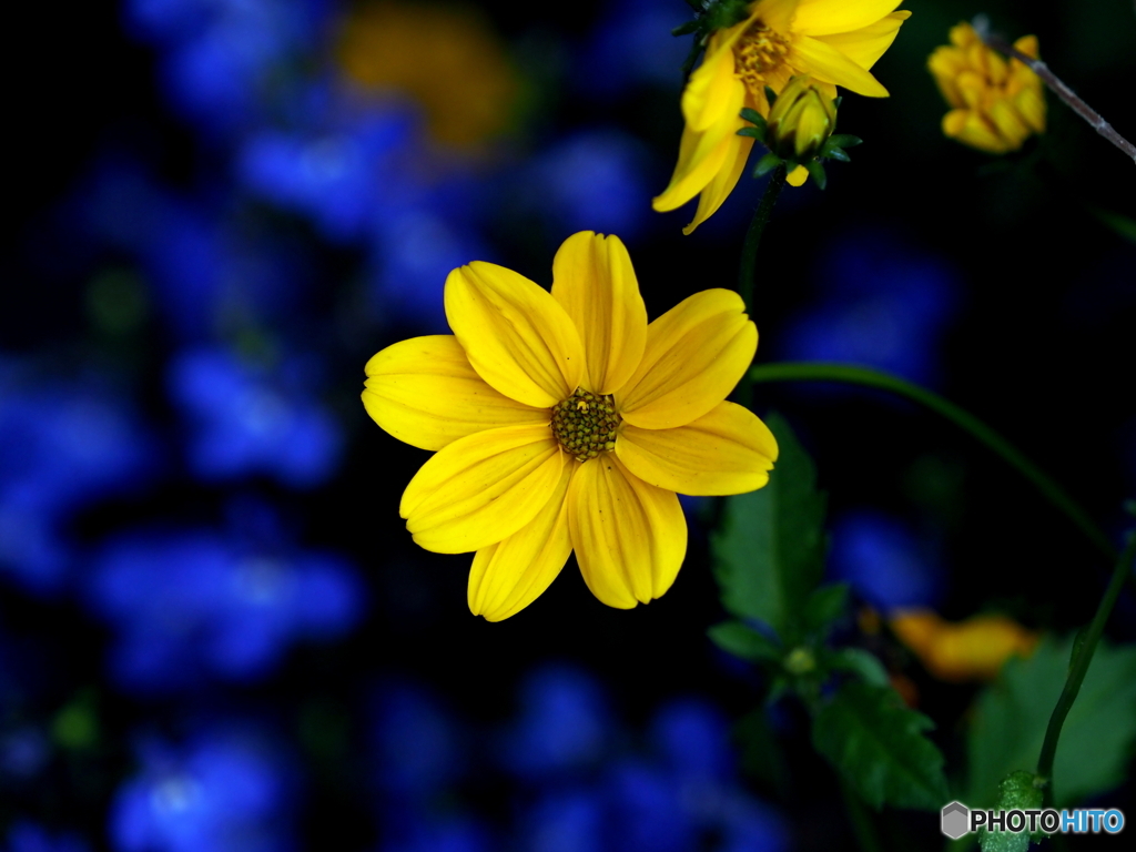 イトバハルジャギク21-①